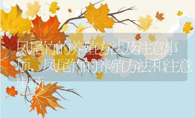 凤尾竹的养殖方法及注意事项,凤尾竹的养殖方法和注意事项 | 养殖学堂