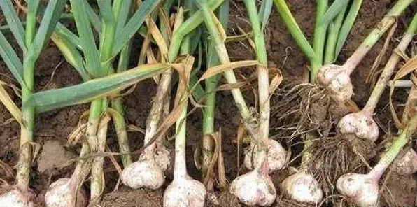 秋分过后可以种哪些蔬菜？记住别错过这些了！ | 生活妙招