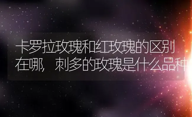 卡罗拉玫瑰和红玫瑰的区别在哪,刺多的玫瑰是什么品种 | 养殖学堂