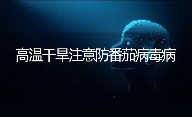 高温干旱注意防番茄病毒病 | 养殖技术大全