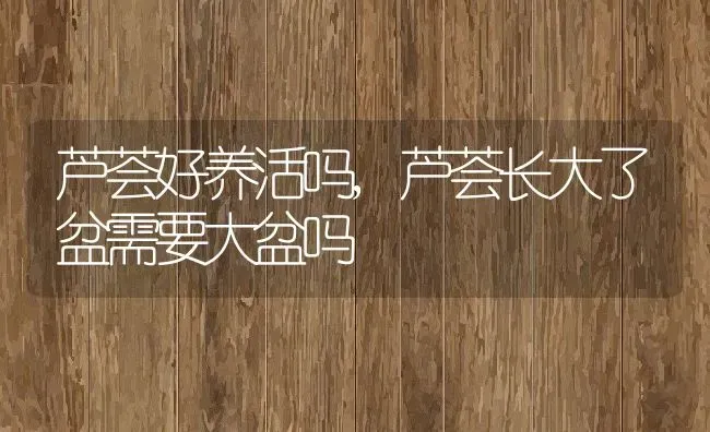 芦荟好养活吗,芦荟长大了盆需要大盆吗 | 养殖学堂