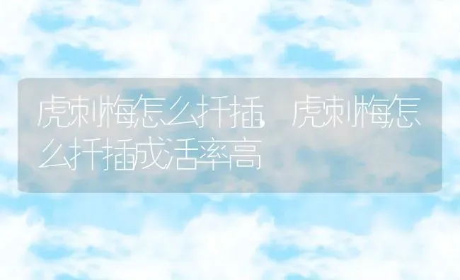 虎刺梅怎么扦插,虎刺梅怎么扦插成活率高 | 养殖资料