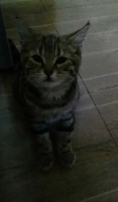 狸花猫和虎斑猫的区别,怎么区分狸花猫和虎斑猫？