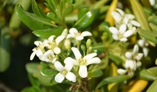 海桐和七里香是一种植物吗 | 实用知识