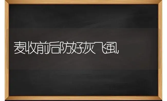 麦收前后防好灰飞虱 | 养殖技术大全