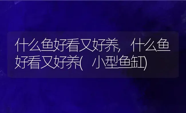 什么鱼好看又好养,什么鱼好看又好养(小型鱼缸) | 养殖资料