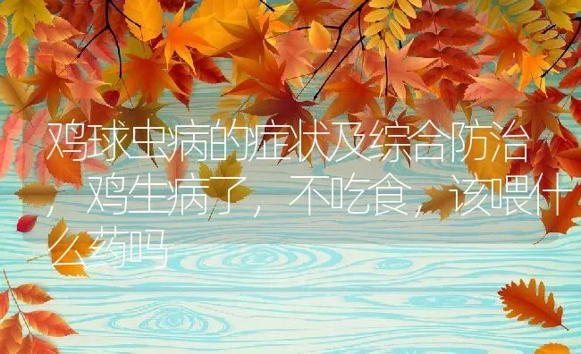 鸡球虫病的症状及综合防治,鸡生病了，不吃食，该喂什么药吗 | 养殖学堂