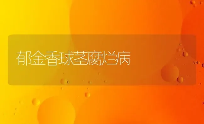 郁金香球茎腐烂病 | 养殖知识