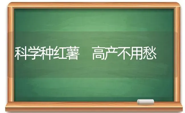 科学种红薯 高产不用愁 | 养殖知识