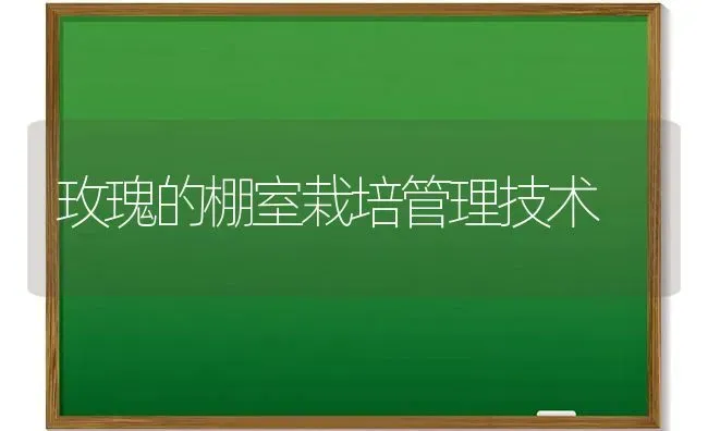 玫瑰的棚室栽培管理技术 | 养殖技术大全