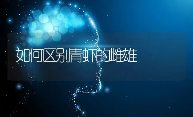 如何区别青虾的雌雄 | 养殖技术大全