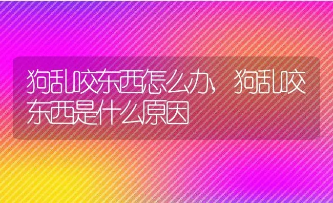 狗乱咬东西怎么办,狗乱咬东西是什么原因 | 养殖资料