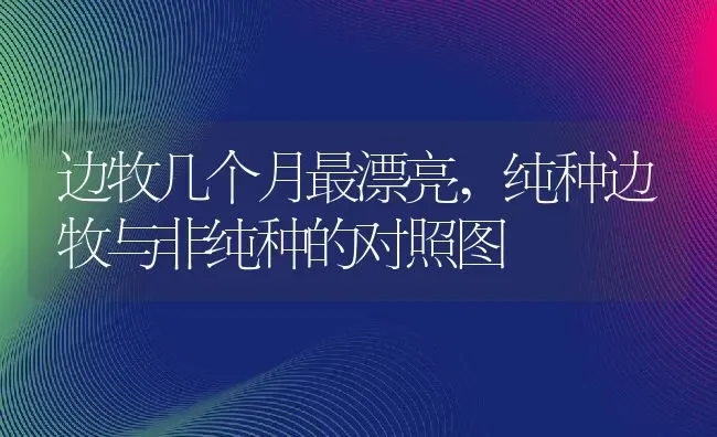 边牧几个月最漂亮,纯种边牧与非纯种的对照图 | 养殖资料