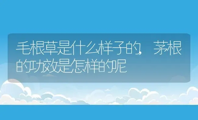 毛根草是什么样子的,茅根的功效是怎样的呢 | 养殖学堂