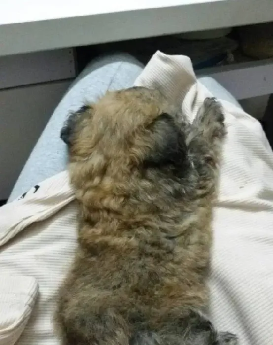 泰迪和博美杂交好看吗,泰迪狗和博美狗串了，到底要不要？