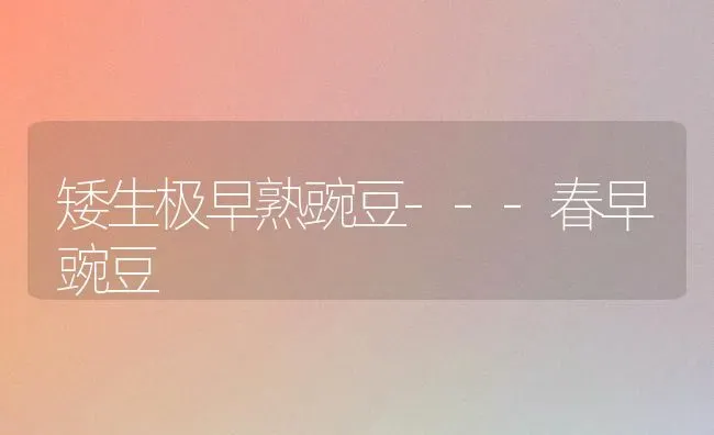 矮生极早熟豌豆---春早豌豆 | 养殖技术大全