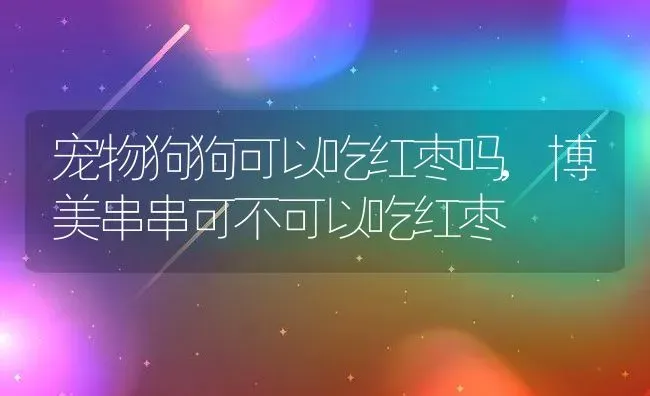 宠物狗狗可以吃红枣吗,博美串串可不可以吃红枣 | 养殖学堂