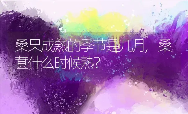 桑果成熟的季节是几月,桑葚什么时候熟？ | 养殖科普