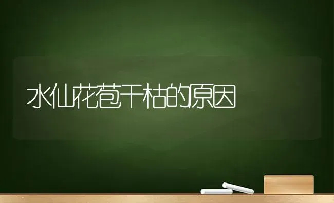 水仙花苞干枯的原因 | 养殖知识