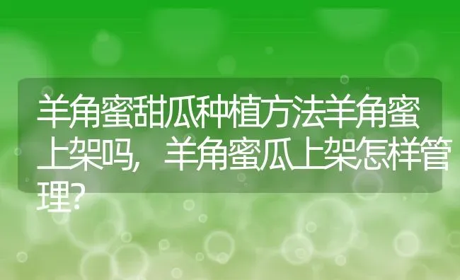 羊角蜜甜瓜种植方法羊角蜜上架吗,羊角蜜瓜上架怎样管理？ | 养殖科普