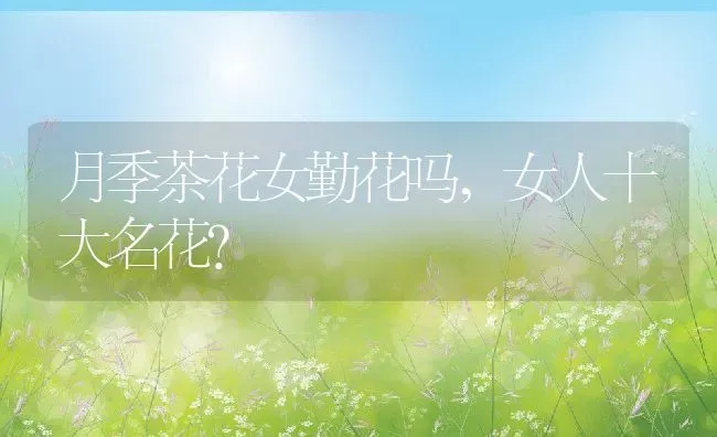 月季茶花女勤花吗,女人十大名花？ | 养殖科普