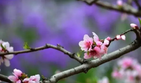 樱花在日本的寓意 | 常识大全