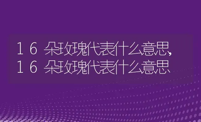 16朵玫瑰代表什么意思,16朵玫瑰代表什么意思 | 养殖科普