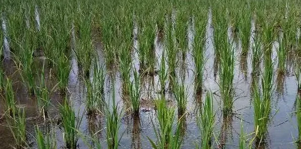 春季水稻栽培管理技术早知道 | 生活妙招