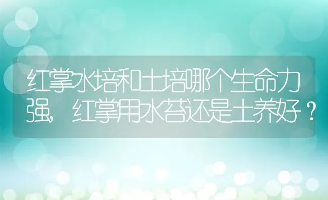 红掌水培和土培哪个生命力强,红掌用水苔还是土养好？ | 养殖学堂