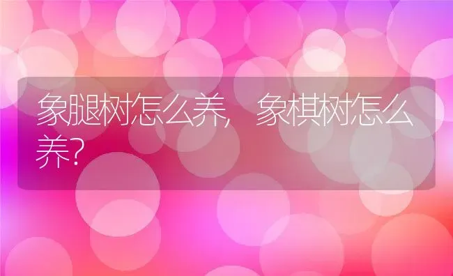 象腿树怎么养,象棋树怎么养？ | 养殖科普