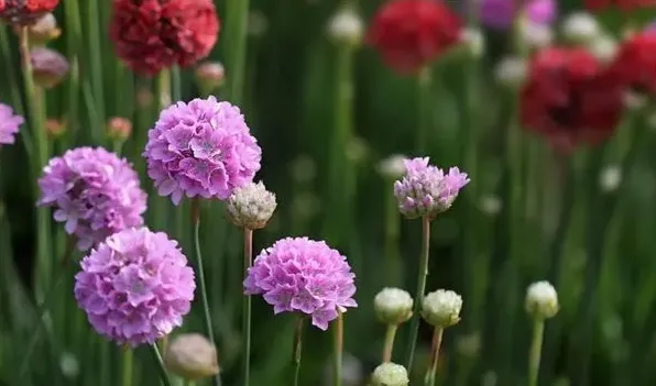 海石竹花有毒吗 | 生活常识