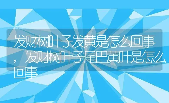 发财树叶子发黄是怎么回事,发财树叶子尾巴黄叶是怎么回事 | 养殖学堂