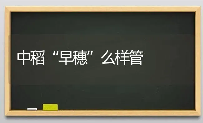 中稻“早穗”么样管 | 养殖知识