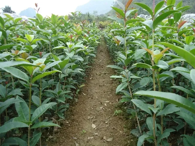 桂花喜欢什么肥料和土壤,月桂树用什么肥料最好？