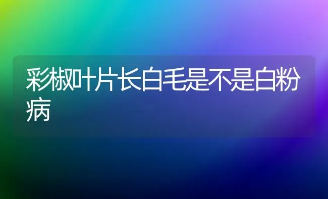 彩椒叶片长白毛是不是白粉病 | 养殖知识