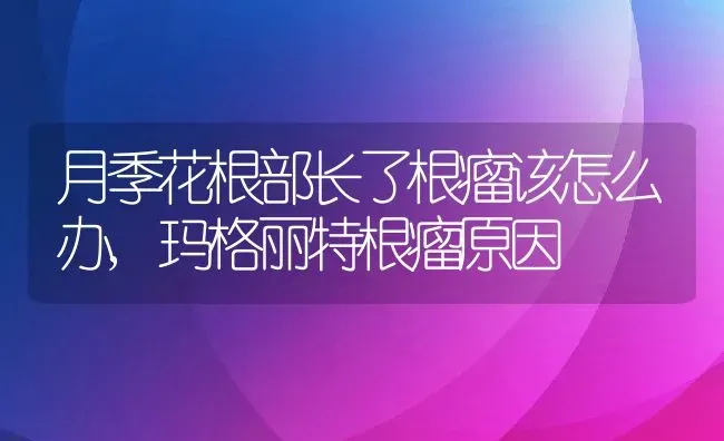 月季花根部长了根瘤该怎么办,玛格丽特根瘤原因 | 养殖学堂
