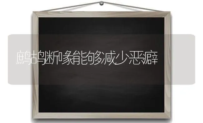 鹧鸪断喙能够减少恶癖 | 养殖知识