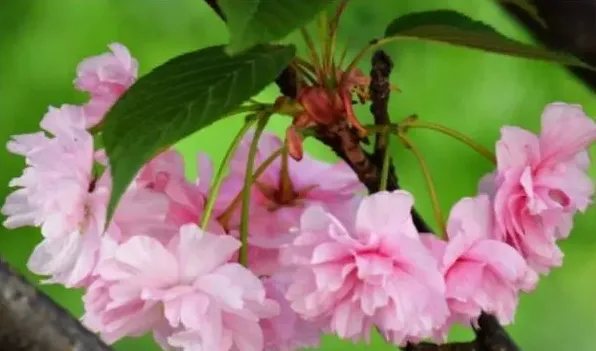 樱花在日本的寓意 | 常识大全