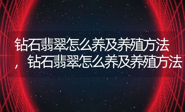 钻石翡翠怎么养及养殖方法,钻石翡翠怎么养及养殖方法 | 养殖科普