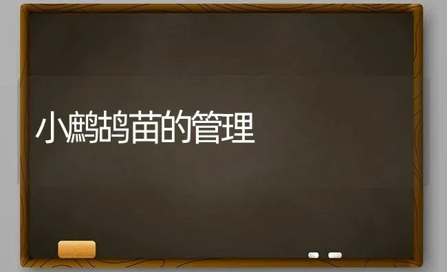 小鹧鸪苗的管理 | 养殖知识