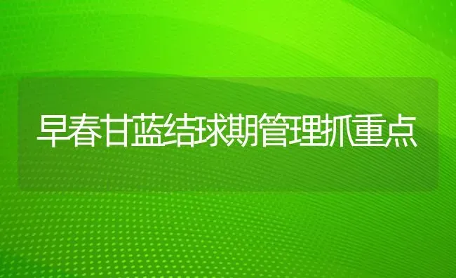 早春甘蓝结球期管理抓重点 | 养殖技术大全