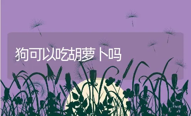 狗可以吃胡萝卜吗 | 养殖科普