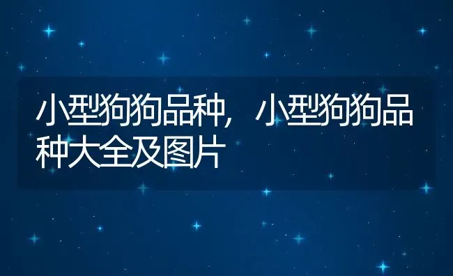 小型狗狗品种,小型狗狗品种大全及图片 | 养殖资料