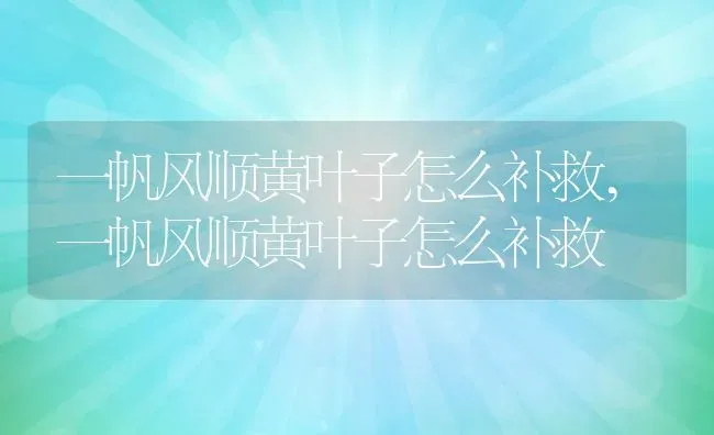 一帆风顺黄叶子怎么补救,一帆风顺黄叶子怎么补救 | 养殖科普