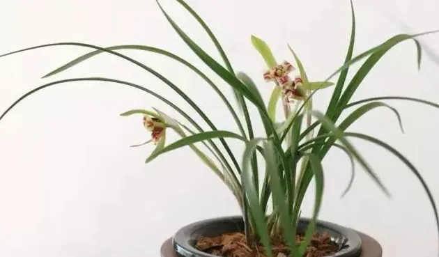 兰花怎么栽培和方法,兰花怎么栽培和方法？