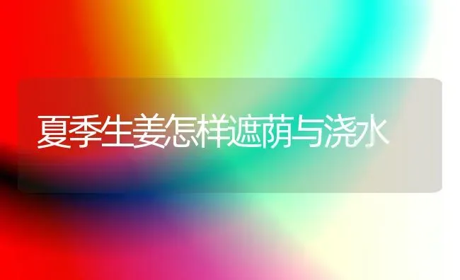夏季生姜怎样遮荫与浇水 | 养殖技术大全