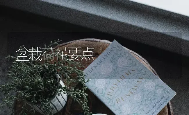 盆栽荷花要点 | 养殖技术大全