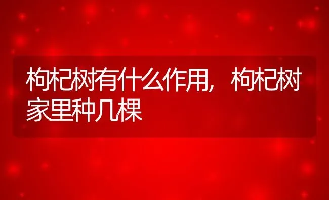 枸杞树有什么作用,枸杞树家里种几棵 | 养殖科普