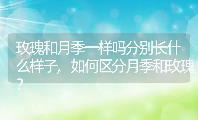 玫瑰和月季一样吗分别长什么样子,如何区分月季和玫瑰？ | 养殖科普