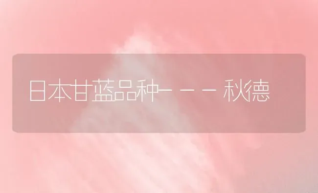 日本甘蓝品种---秋德 | 养殖技术大全